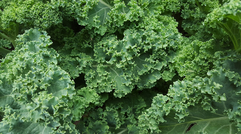 Cashew-Caesar-Salad-Recipe