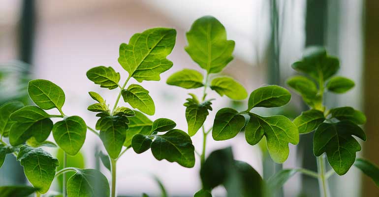 Like Antidepressants indoor plants are good for depression 