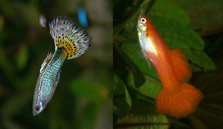Why is my fish still swimming vertically?