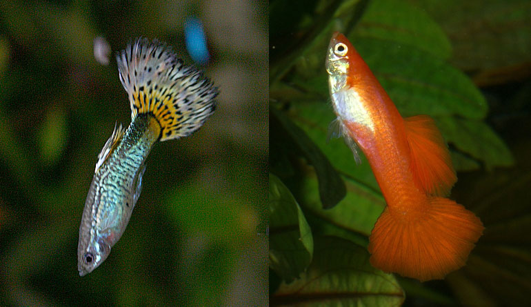 Guppy fish swimming vertically is abnormal behavior