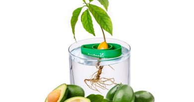 AvoSeedo-Bowl-Grow-Your-Own-Avocado-Tree-800x445