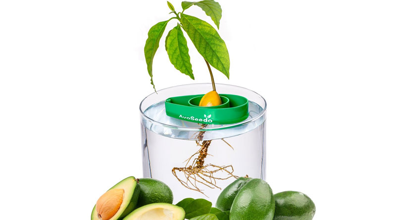 AvoSeedo-Bowl-Grow-Your-Own-Avocado-Tree-800x445