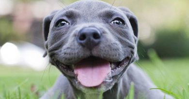 Foods-to-Feed-Your-Dog-That-Are-Healthier-Than-Treats-800x445
