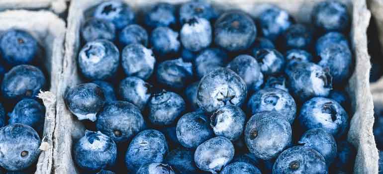 Foods to Feed Your Dog That Are Healthier Than Treats blueberries 770