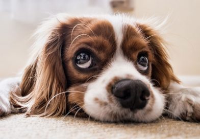 Why Should I Get a Pet?