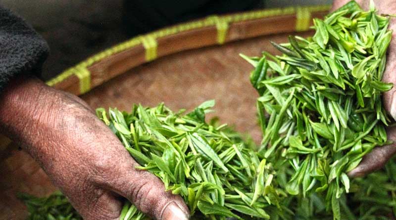 What You Need to Know About Green Tea