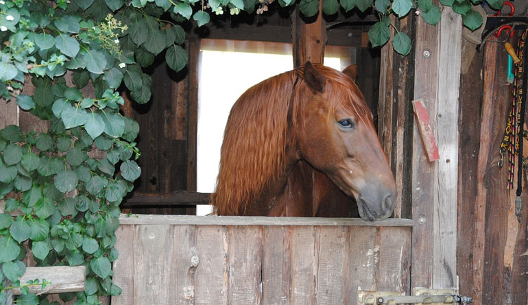 What Every Beginner Should Know When Learning to Ride a Horse 770