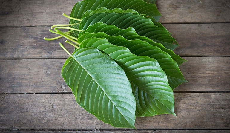 2 Kratom Drug Facts Addiction Claims and Call for the Ban 800x445