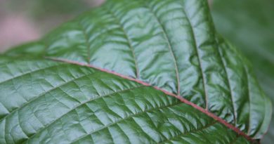 Kratom Drug Facts Addiction Claims and Call for the Ban 800x445