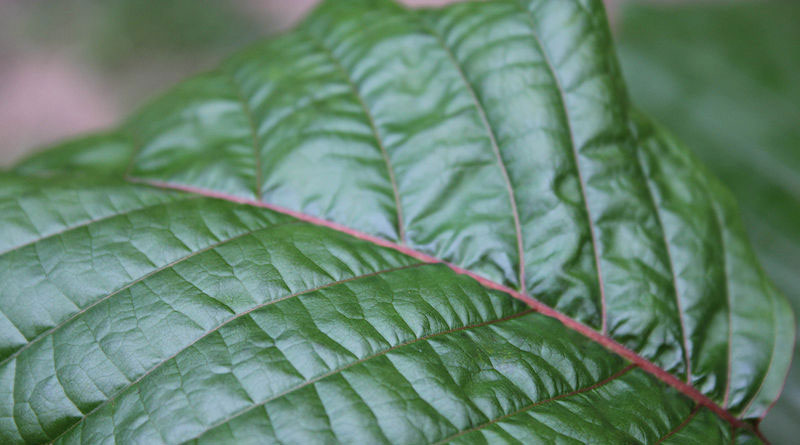 Kratom Drug Facts Addiction Claims and Call for the Ban 800x445