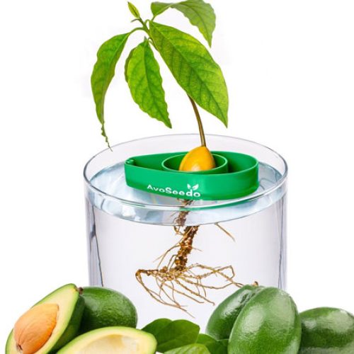 AvoSeedo Bowl Grow Your Own Avocado Tree