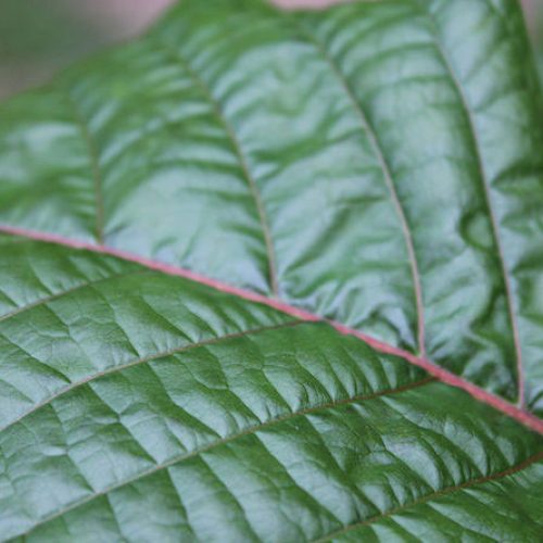 Kratom: Drug Facts, Addiction Claims, and Call for the Ban