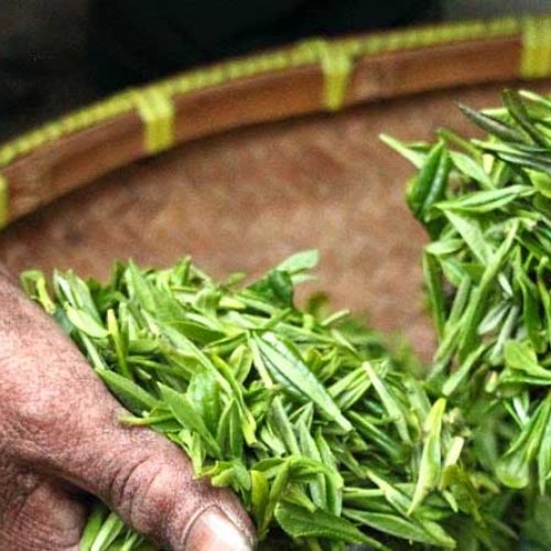 What You Need to Know About Green Tea